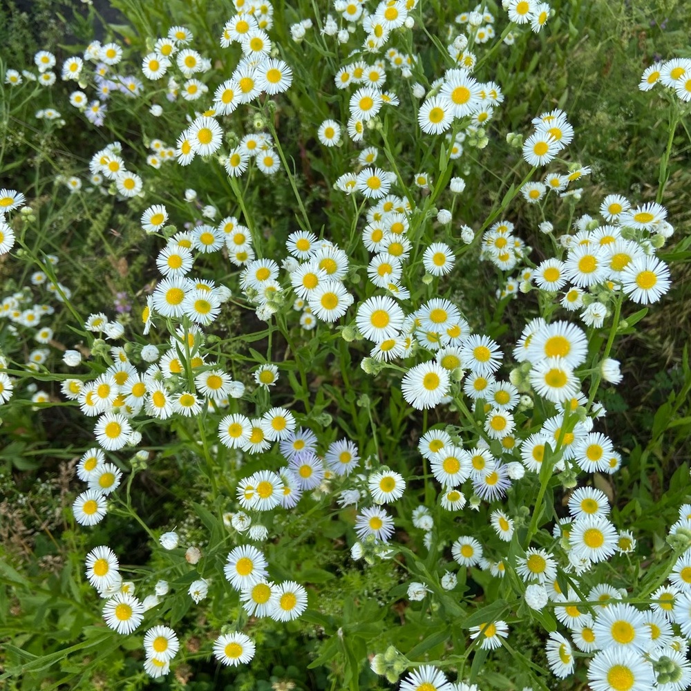 Meet your Posher, Alice